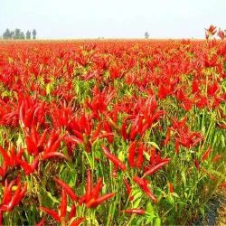 Dari Lahan Pertanian Terbaik